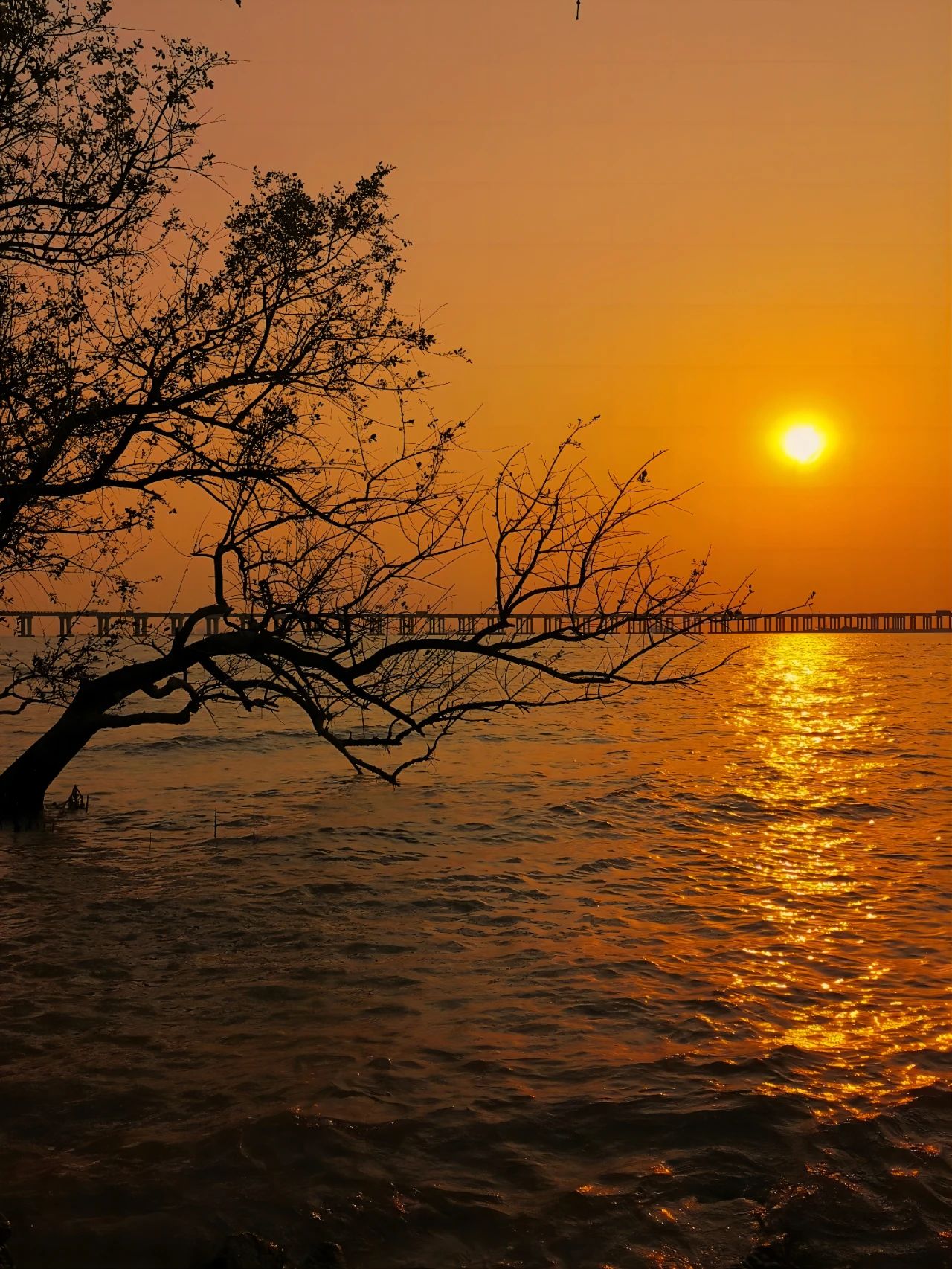 go to Xiban Mangrove to see the sunset on the sea.